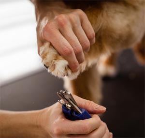 Barkside Nail Trimming Clinics
