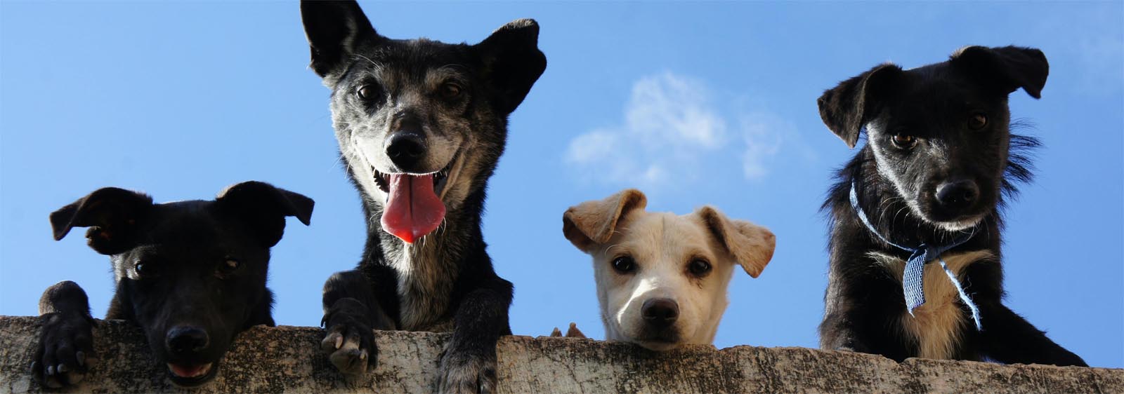 Barkside Grooming Partners
