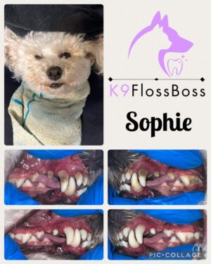 K9 Floss Boss Clinics at Barkside Dog Grooming K9 Floss Boss Clinics at Barkside Dog Grooming