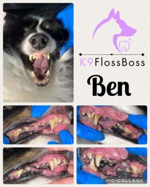 K9 Floss Boss Clinics at Barkside Dog Grooming K9 Floss Boss Clinics at Barkside Dog Grooming