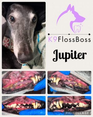 K9 Floss Boss Clinics at Barkside Dog Grooming K9 Floss Boss Clinics at Barkside Dog Grooming
