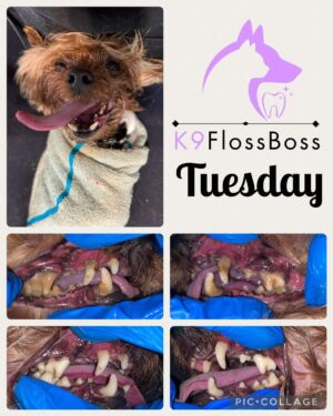 K9 Floss Boss Clinics at Barkside Dog Grooming K9 Floss Boss Clinics at Barkside Dog Grooming