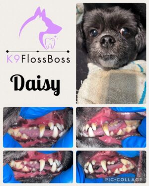 K9 Floss Boss Clinics at Barkside Dog Grooming K9 Floss Boss Clinics at Barkside Dog Grooming