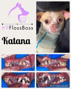 K9 Floss Boss Clinics at Barkside Dog Grooming K9 Floss Boss Clinics at Barkside Dog Grooming