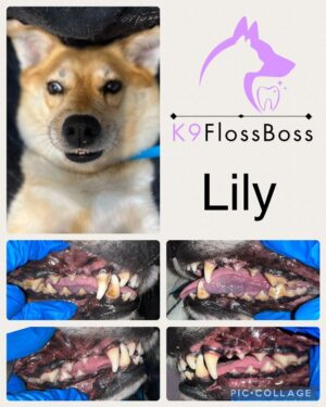 K9 Floss Boss Clinics at Barkside Dog Grooming K9 Floss Boss Clinics at Barkside Dog Grooming