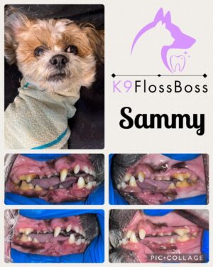 K9 Floss Boss Clinics at Barkside Dog Grooming K9 Floss Boss Clinics at Barkside Dog Grooming