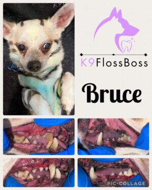 K9 Floss Boss Clinics at Barkside Dog Grooming K9 Floss Boss Clinics at Barkside Dog Grooming