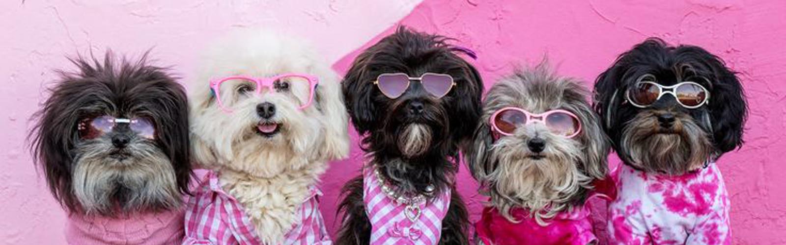 About The Barkside Grooming