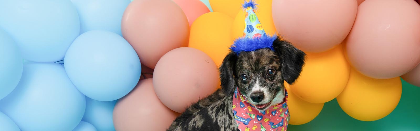 Barkside Grooming Perks & Promotions