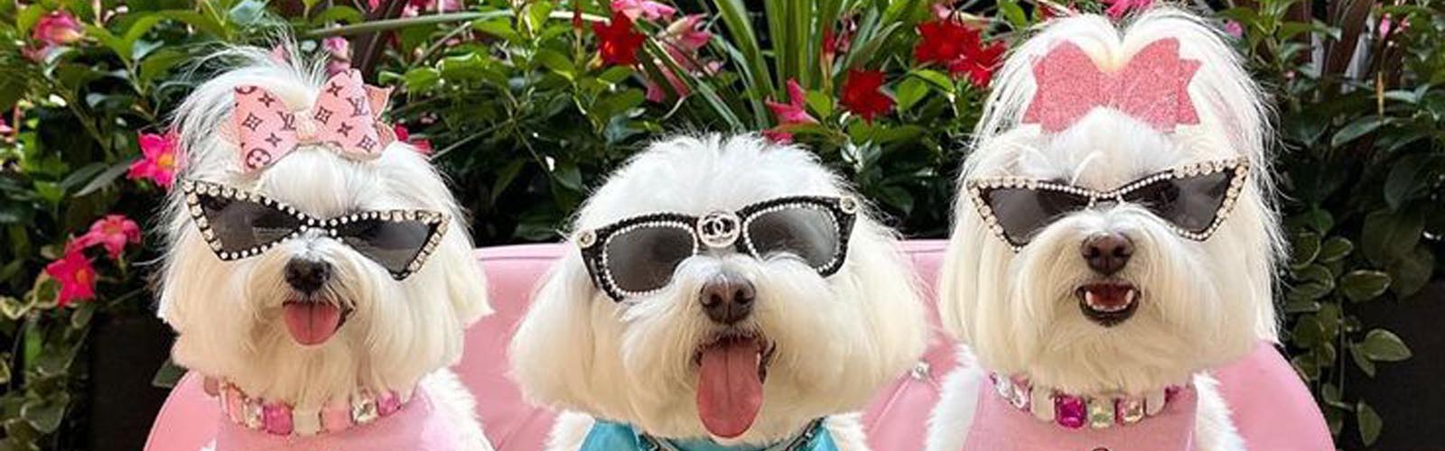 Barkside Grooming Services